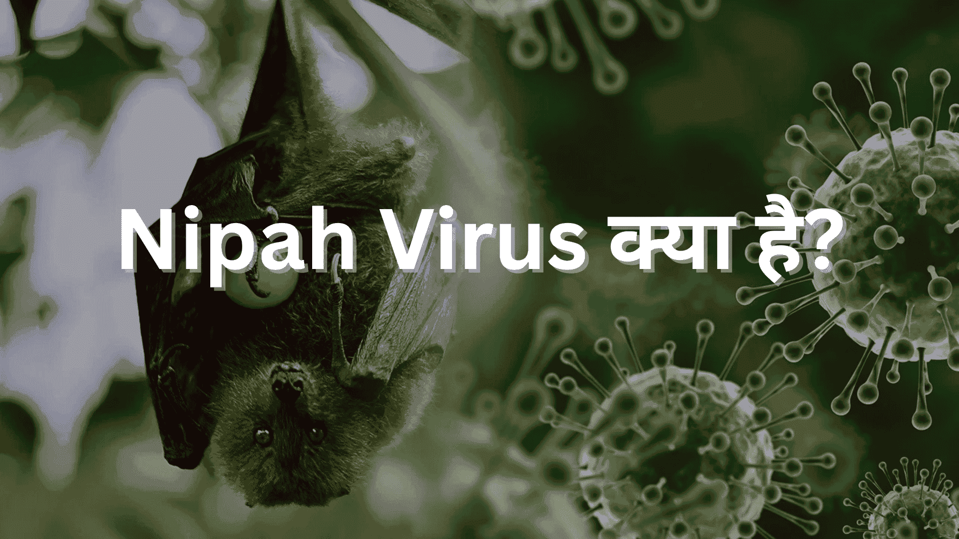 nipah virus